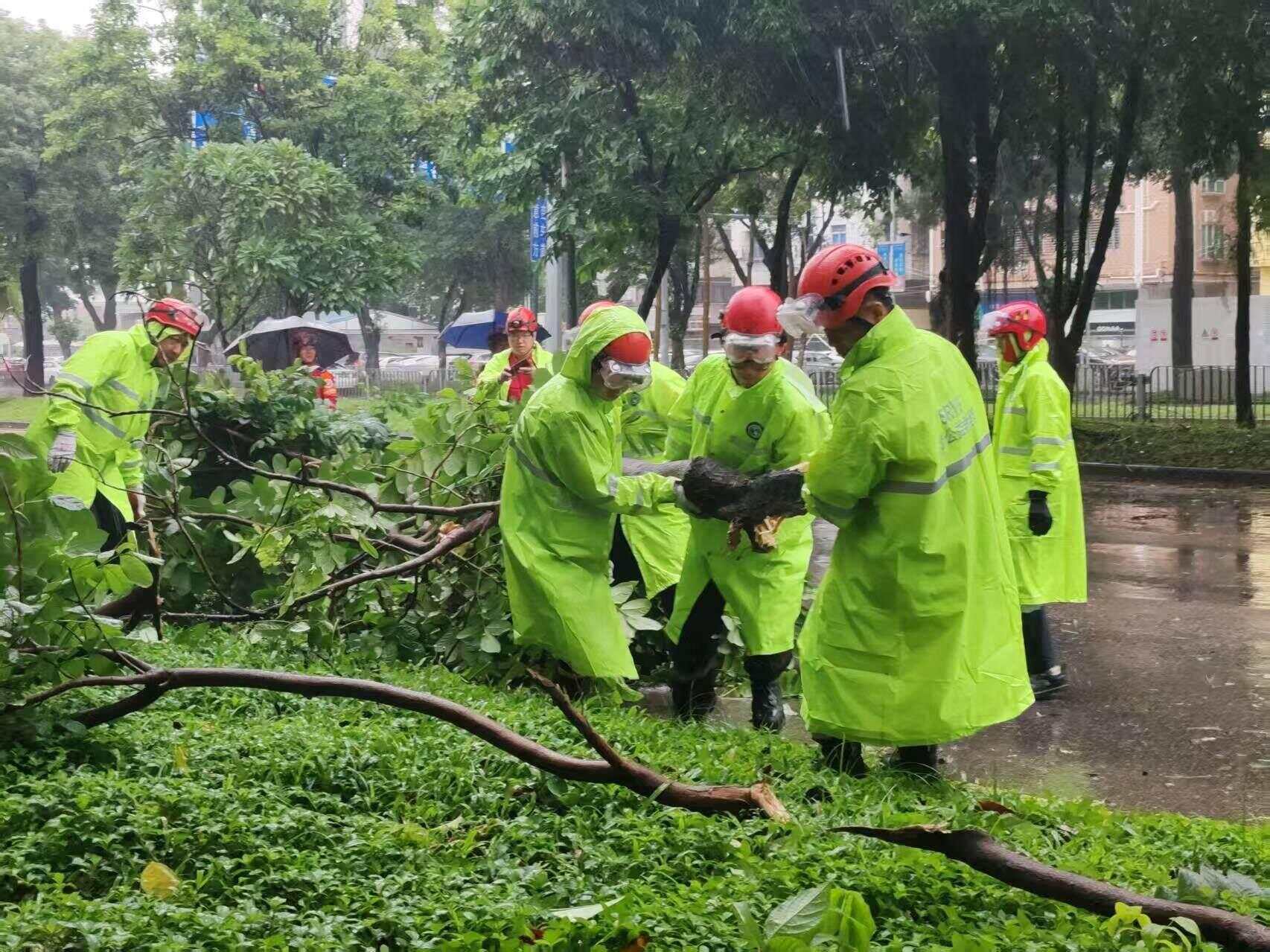 “桦加沙”卷倒行道树，深圳多部门昼夜清障开路