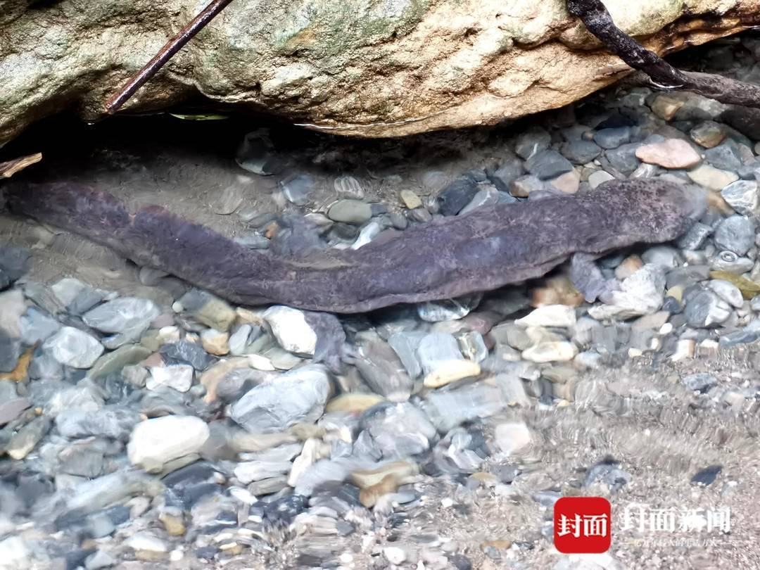 还魂草“复活”、崖柏成林、阳鱼穿溪！巴山大峡谷藏了多少宝藏？