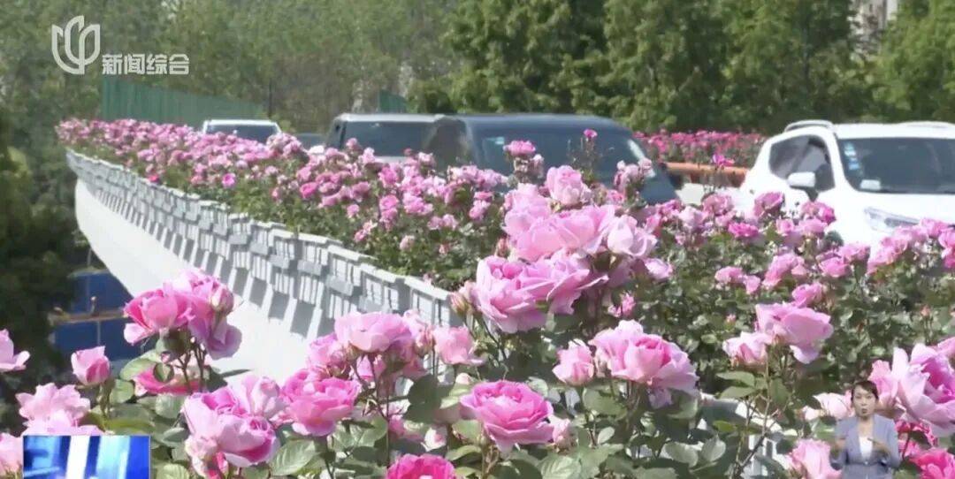 上海人快抬头!高架上这幕被刷爆!有人吐槽太浪费?这笔开销算明白了