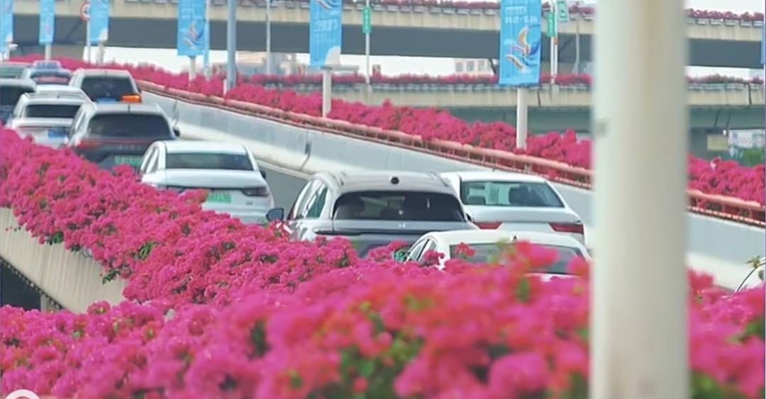 上海人快抬头!高架上这幕被刷爆!有人吐槽太浪费?这笔开销算明白了