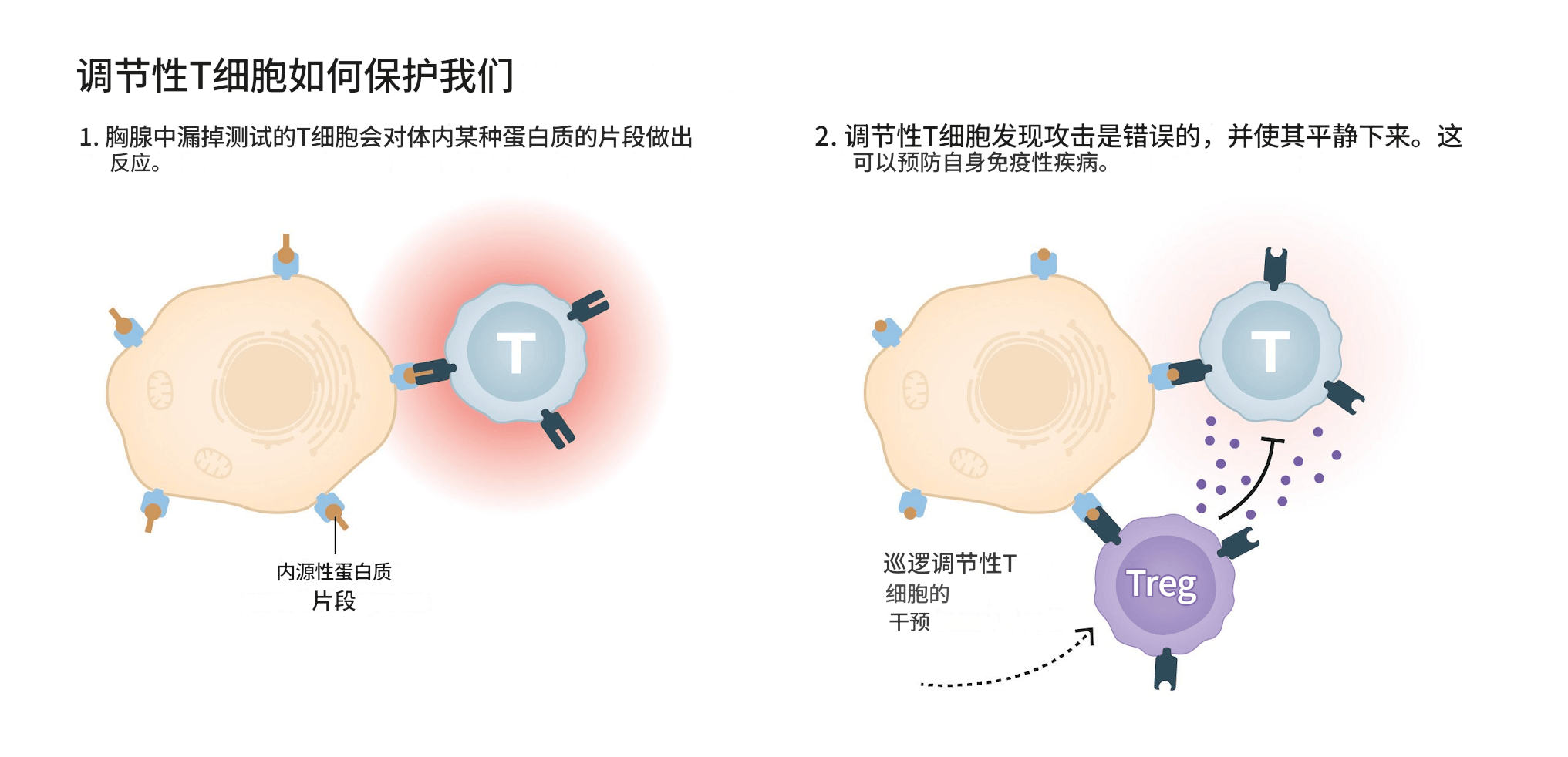 2025诺贝尔生理学或医学奖公布 解密免疫系统如何被控制